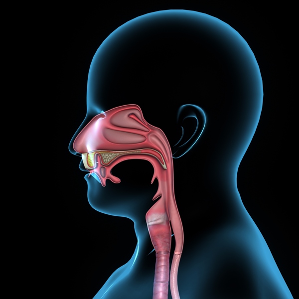 Cosa si vede con la fibrolaringoscopia