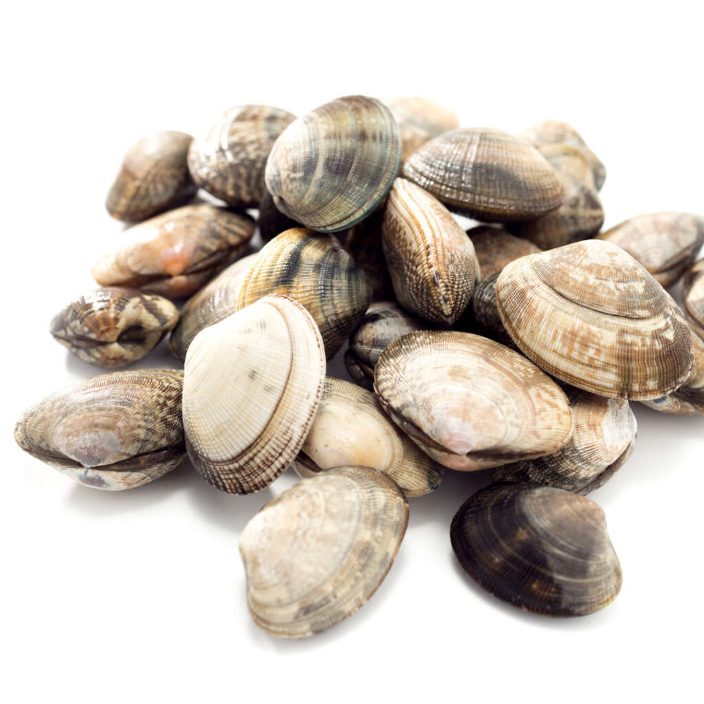 vongole